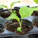 Eggplant Seedlings: Nourishing Growth for Strength and Vitality
